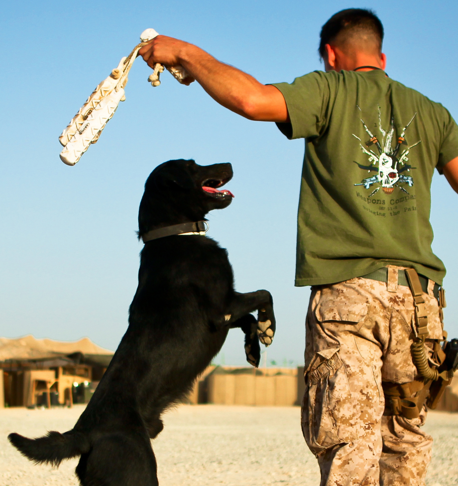 powerful-moments-of-dogs-at-war-20