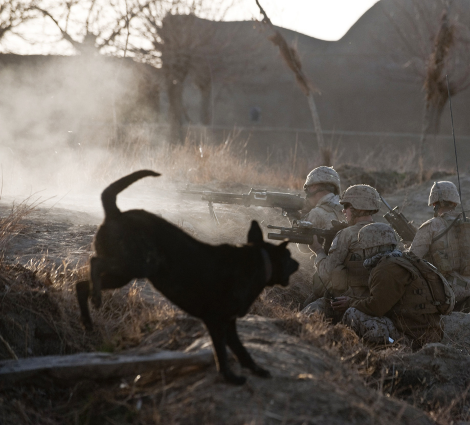 powerful-moments-of-dogs-at-war-36
