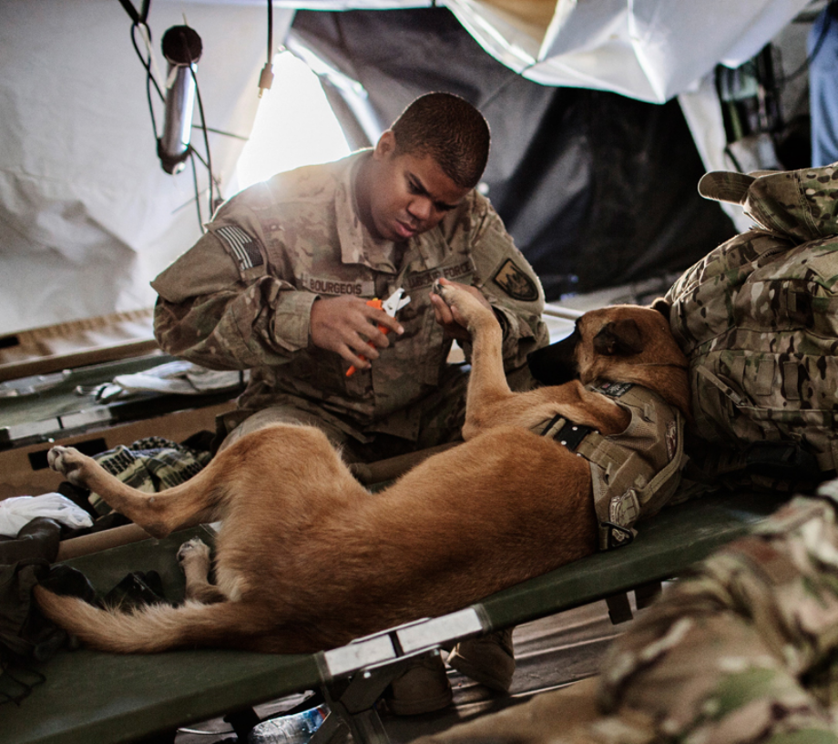 powerful-moments-of-dogs-at-war-57