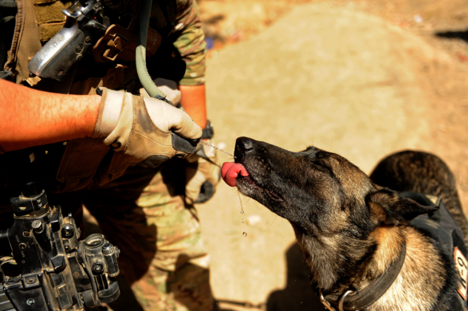 powerful-moments-of-dogs-at-war-69