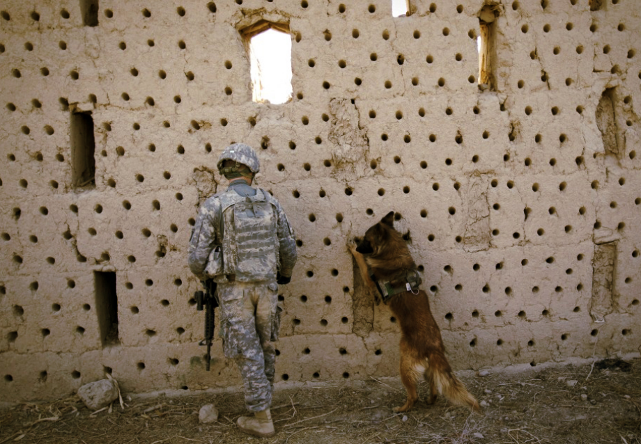 powerful-moments-of-dogs-at-war-88