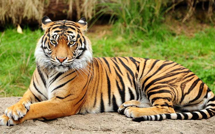 tzxiasiofm12 tzxiasiofm12