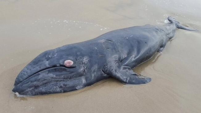 Νεαρή φάλαινα ξεβράστηκε νεκρή στη Σάντα Μόνικα