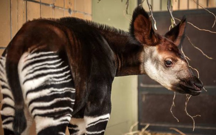 Νεογέννητο οκάπι σκορπά χαρά στο ζωολογικό κήπο της Αμβέρσας