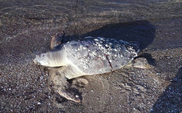 Νεκρή καρέτα-καρέτα ξεβράστηκε σε παραλία της Θεσσαλονίκης