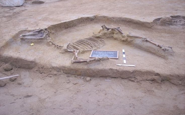 Αποκαλύφθηκε ταφή αλόγου σε ανασκαφή