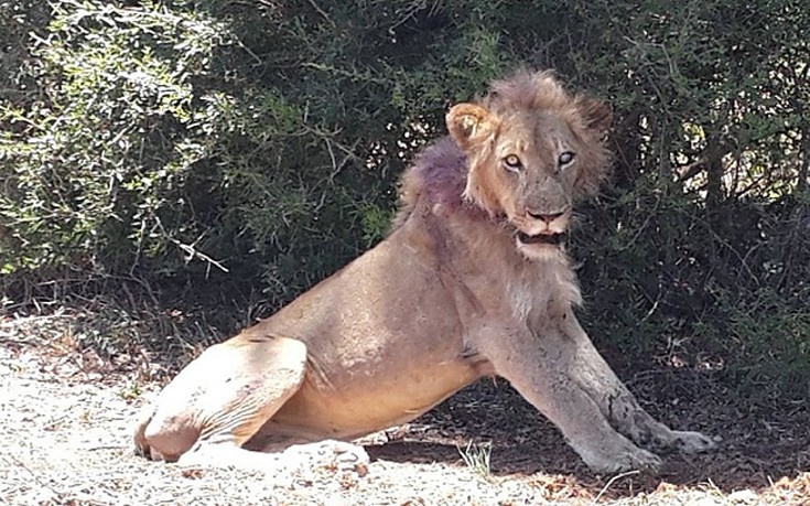 Τουρίστες έσωσαν ετοιμοθάνατο λιοντάρι