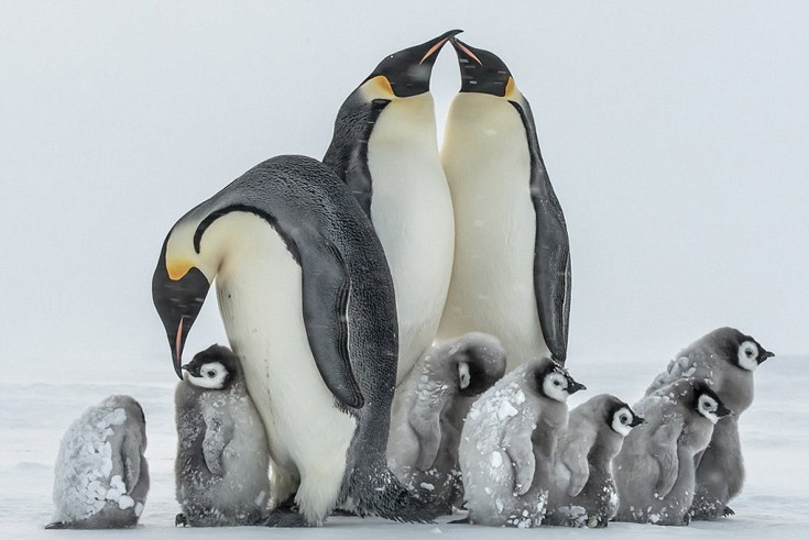 Πιγκουίνοι Ανταρκτική 