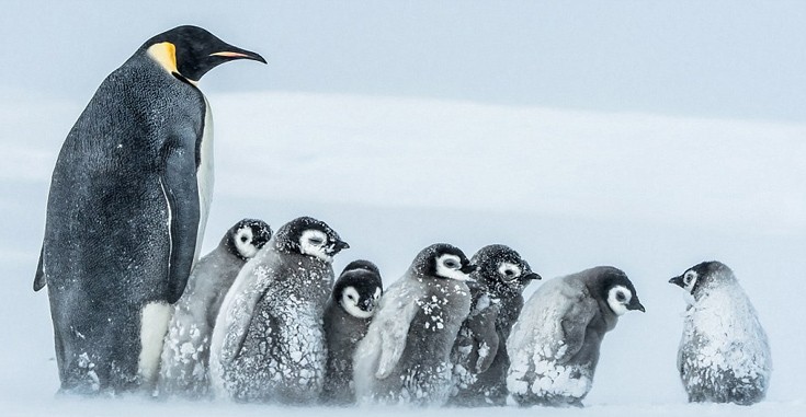 Πιγκουίνοι Ανταρκτική 