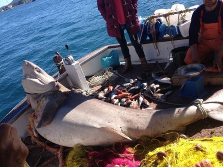 Ψαράς από τον Πόρο έπιασε καρχαρία 2,5 μέτρων