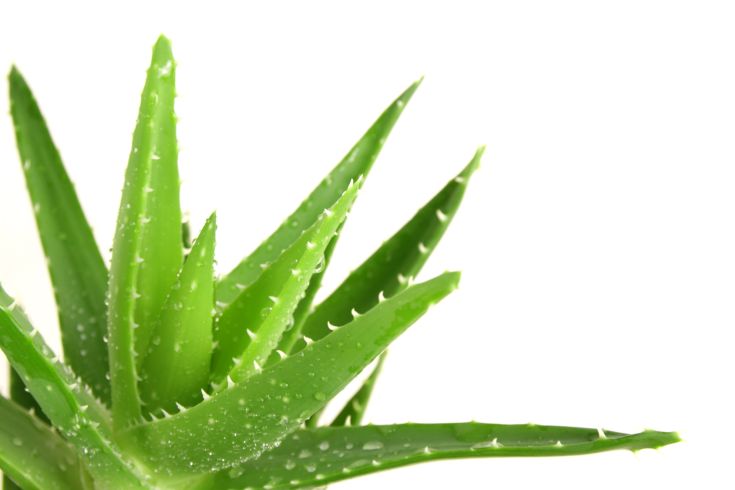 aloe