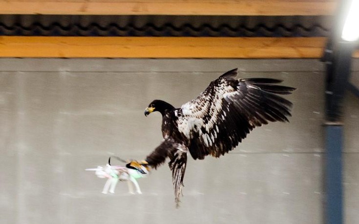 Αετοί ρίχνονται στη μάχη των… drones