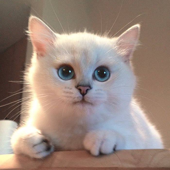 most-beautiful-eyes-cat-coby-british-shorthair-51