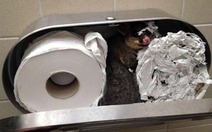 Τι βρήκε ένας υπάλληλος καθαριότητας στις τουαλέτες πάρκου της Αυστραλίας