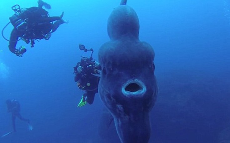 ψάρι Δύτες Mola Mola 