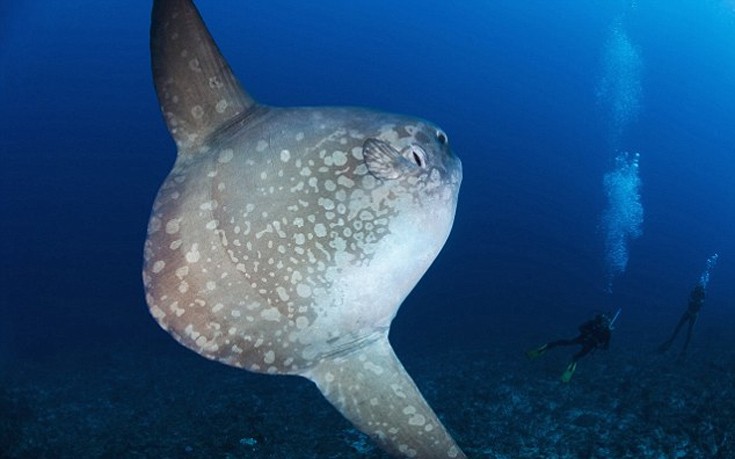 ψάρι Δύτες Mola Mola 