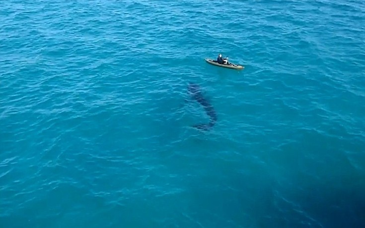 sharkasjm2
