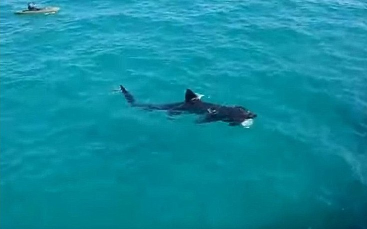 sharkasjm3