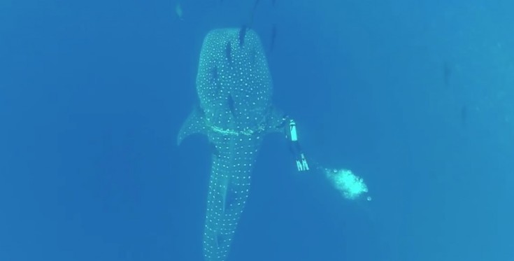 Εκπληκτικό βίντεο με φαλαινοκαρχαρία να «συνεργάζεται» με δύτη για τη διάσωσή του