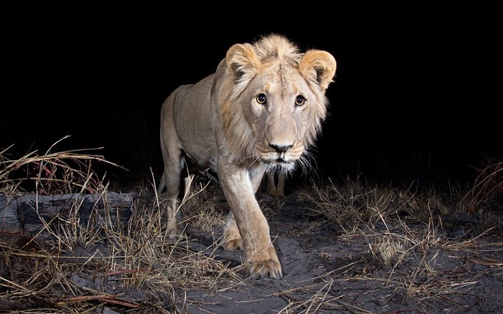 Κρυμμένες φωτογραφικές μηχανές φωτογραφίζουν τα άγρια ζώα της Αφρικής