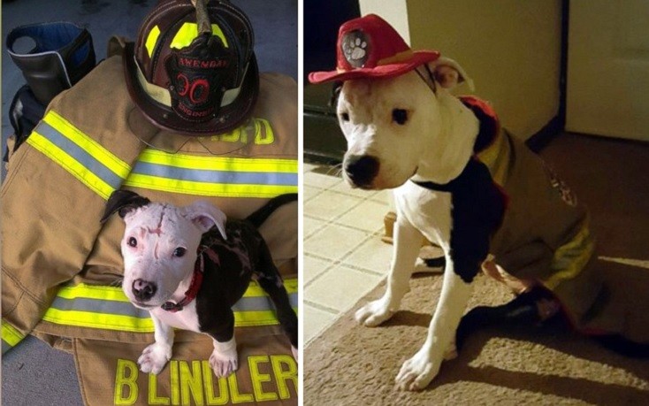Το σκυλί που σώθηκε μέσα από τις φλόγες κι έγινε μασκότ της Πυροσβεστικής