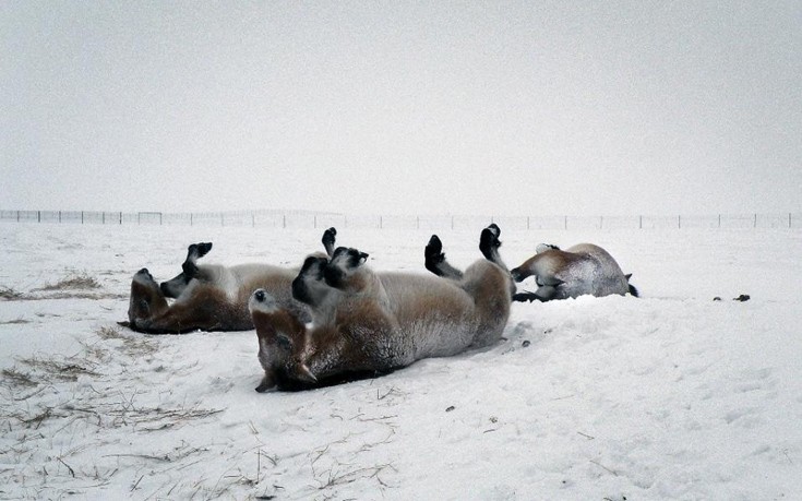 Άγρια άλογα που είχαν εξαφανιστεί επέστρεψαν στη ρωσική στέπα