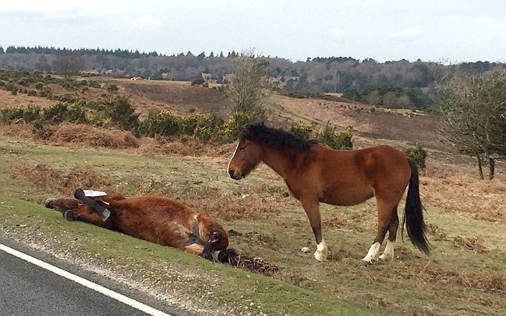 Άλογο πενθεί δίπλα στη νεκρή μητέρα του