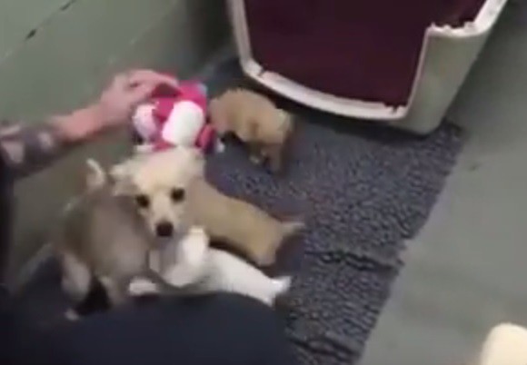 Θηλυκό σκυλί που εγκαταλείφθηκε σε καταφύγιο ξαναβρίσκεται με τα κουτάβια του
