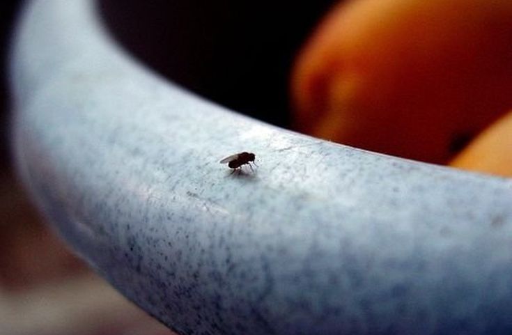 Άνδρας προσπάθησε να διώξει μύγα από το σπίτι του και το ανατίναξε