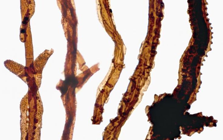 Εντόπισαν απολίθωμα μύκητα που ζούσε πριν 440 εκατ. χρόνια