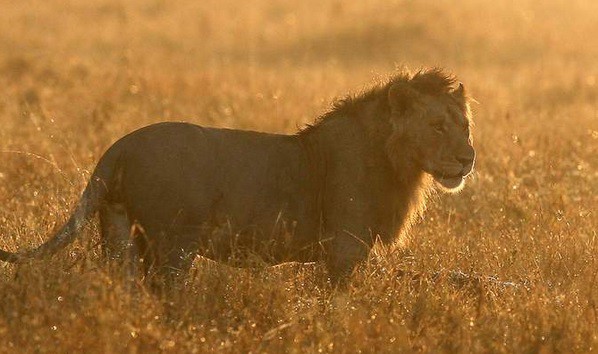 Λιοντάρι επιτέθηκε σε άνδρα σε δρόμο του Ναϊρόμπι