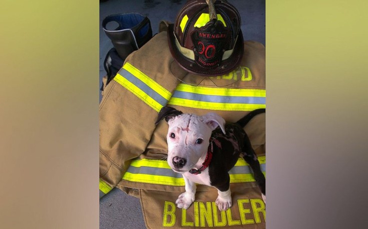 pitbulldog1 pitbulldog1