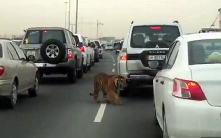 Τίγρης κάνει βόλτες σε λεωφόρο του Κατάρ