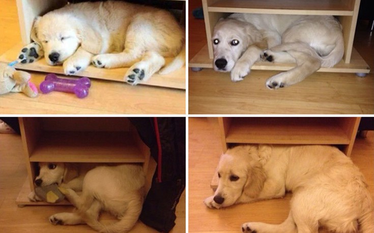 zwakiaans1 zwakiaans1