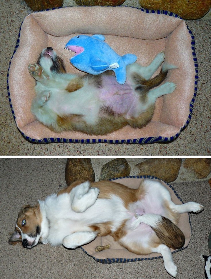 zwakiaans10 zwakiaans10