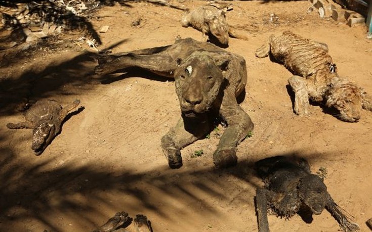 Ο φρικιαστικός ζωολογικός κήπος με βαλσαμωμένα ζώα που πέθαναν από την πείνα