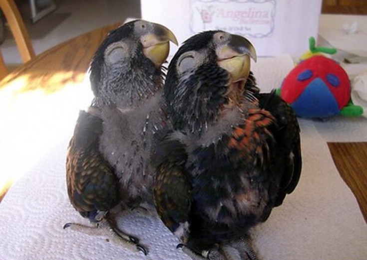 animals12