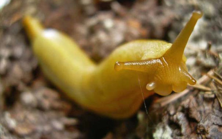 argazwa10