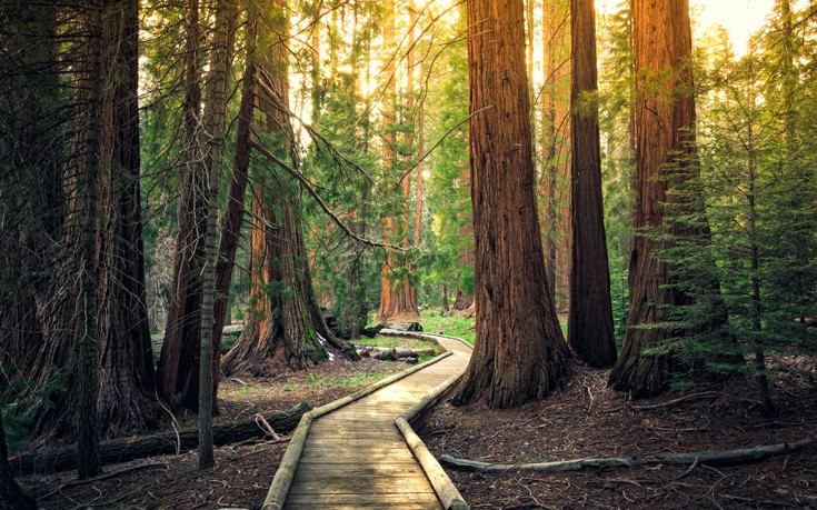 Το «Γιγάντιο Δάσος» στην Καλιφόρνια