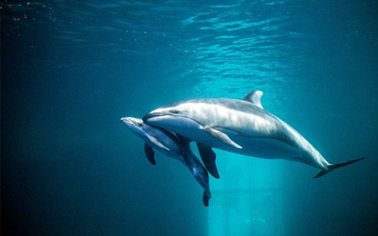 Εκπληκτικό βίντεο με τη γέννηση δελφινιού
