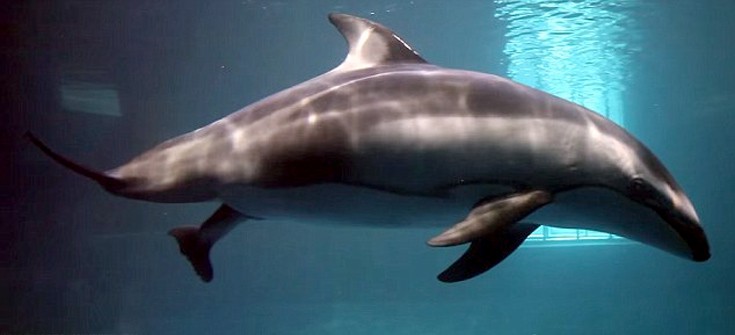 dolphin4