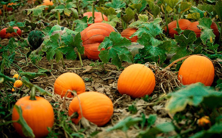 kamouflaz10 kamouflaz10