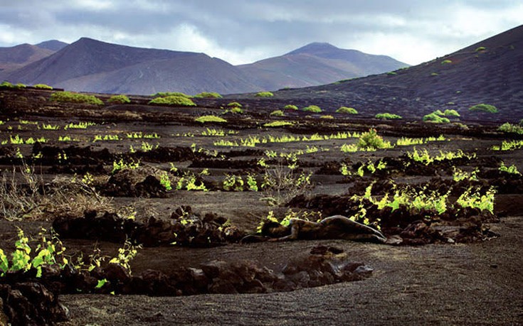 kamouflaz21 kamouflaz21