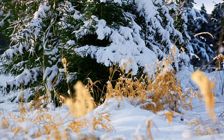 kamouflaz7 kamouflaz7