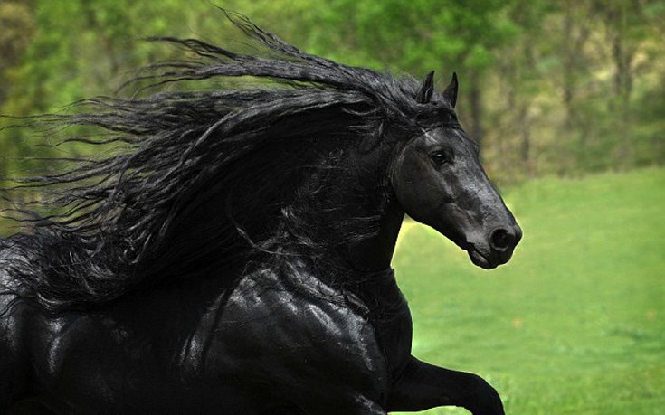 Δείτε το πιο όμορφο άλογο του κόσμου