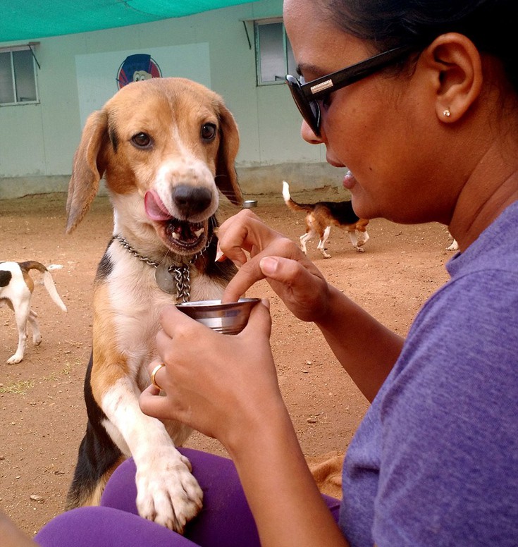 Σκύλοι πειραματόζωα Beagle 