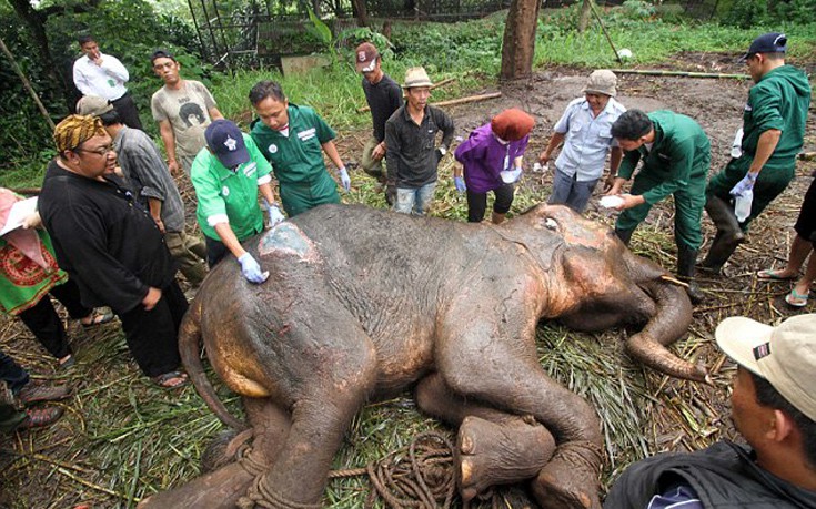 Οι τελευταίες στιγμές ενός ελέφαντα στο «ζωολογικό κήπο του θανάτου»