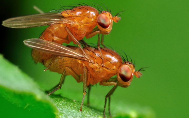Επιστήμονες στη Βρετανία δημιούργησαν μύγες που αναπαράγονται με παρθενογένεση