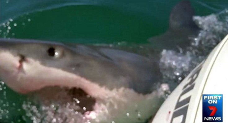 Καρχαρίας κάνει κύκλους γύρω από ψαράδες στην Αυστραλία
