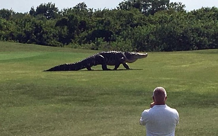 Αλιγάτορας βολτάρει ανέμελος σε γήπεδο γκολφ στη Φλόριντα